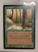 Singing Tree - Arabian Nights Reserved List - EX+ - EN - MTG Magic The Gathering
